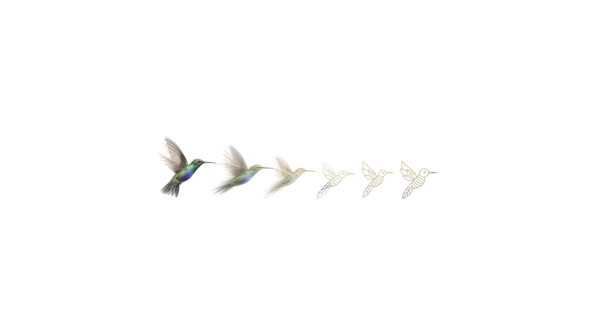 Evolution of the hummingbird mark
